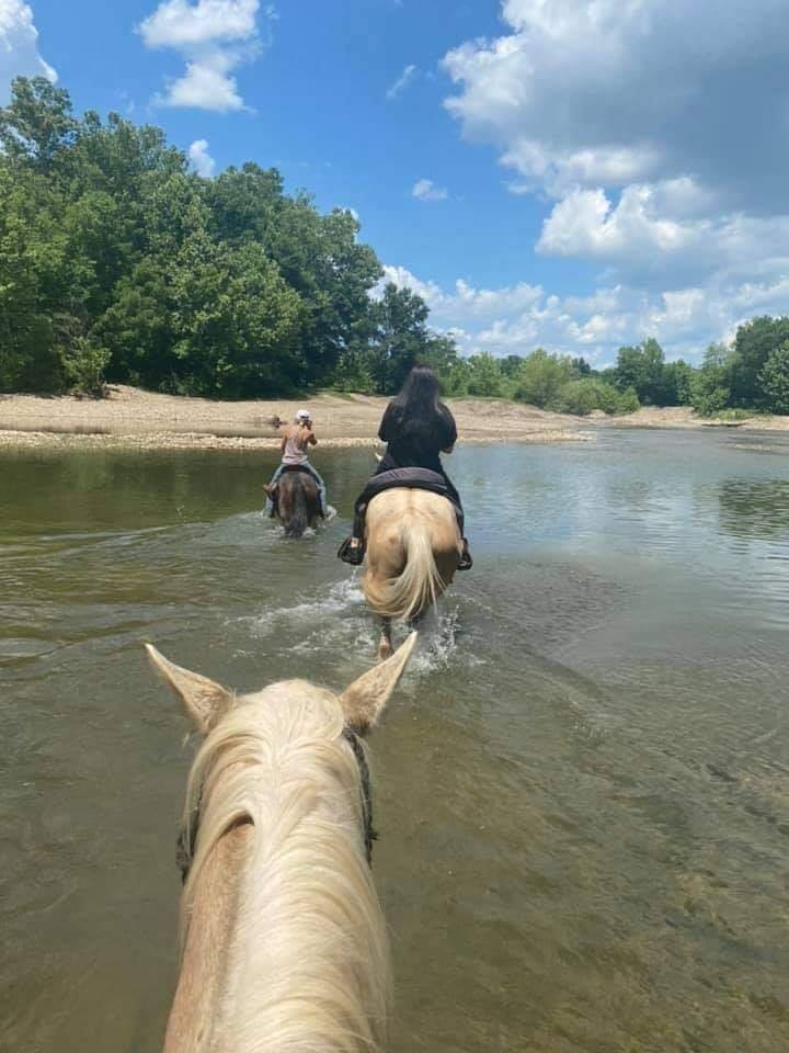 Three horses walking through a serene river