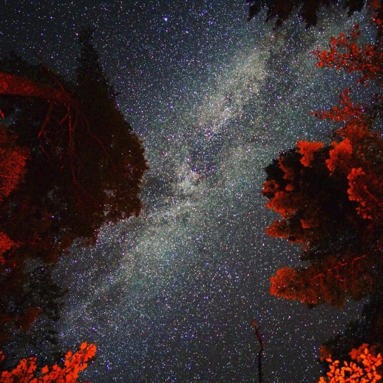 Milky Way through trees looking straight up